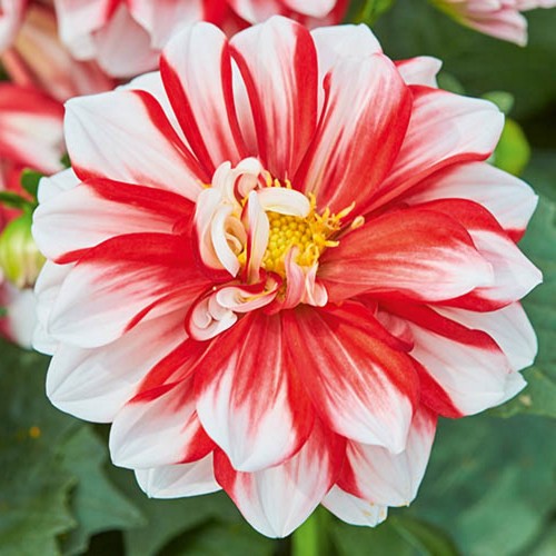 Dahlia hortensis 'Lubega® Special White Red' - Aeddaalia 'Lubega® Special White Red' P9/0,55L